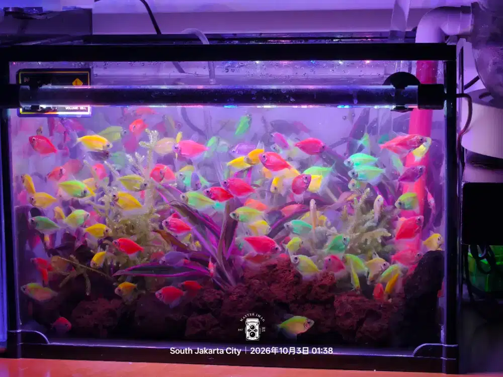Aquarium 40cm + Ikan Guppy + Aquascape Lengkap