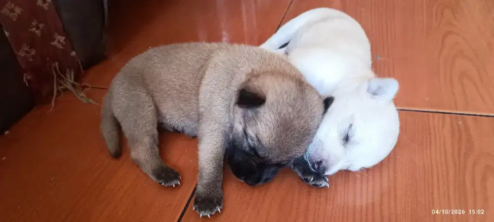 Jual anak Anjing