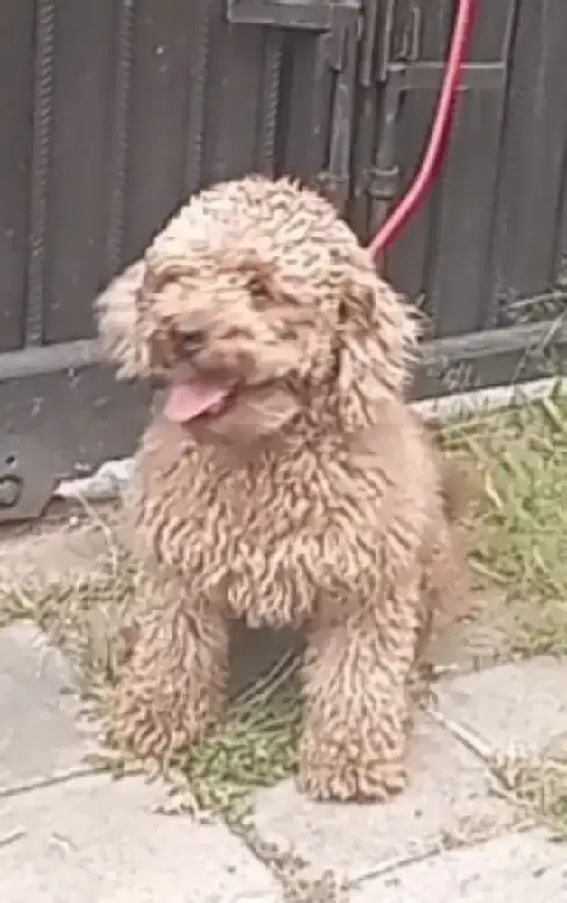 Poodle Appricot Betina