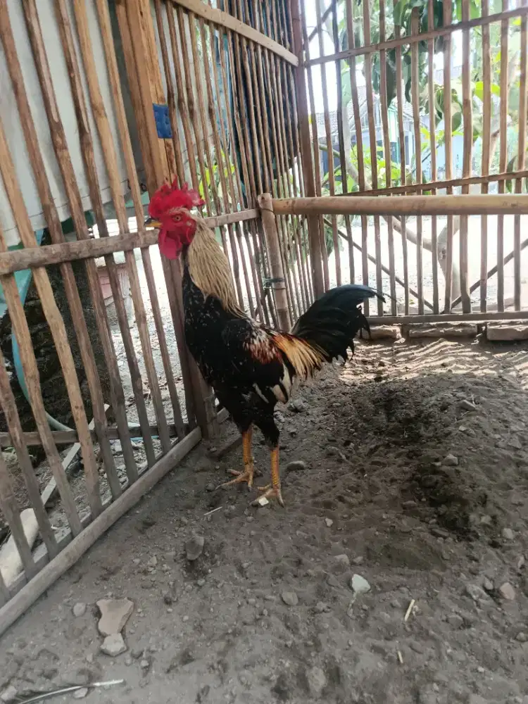 Jago Mangon pukul keras