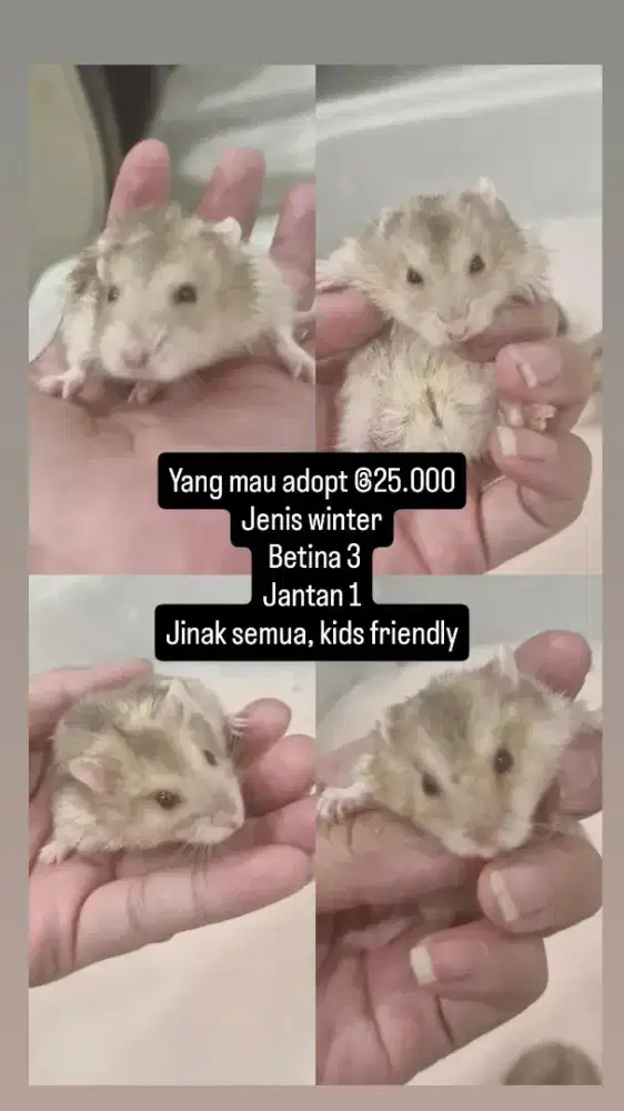 Hamster Winter White