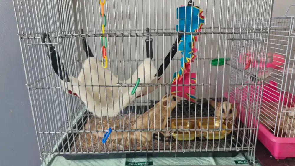 SugarGlider Moza / Platinum