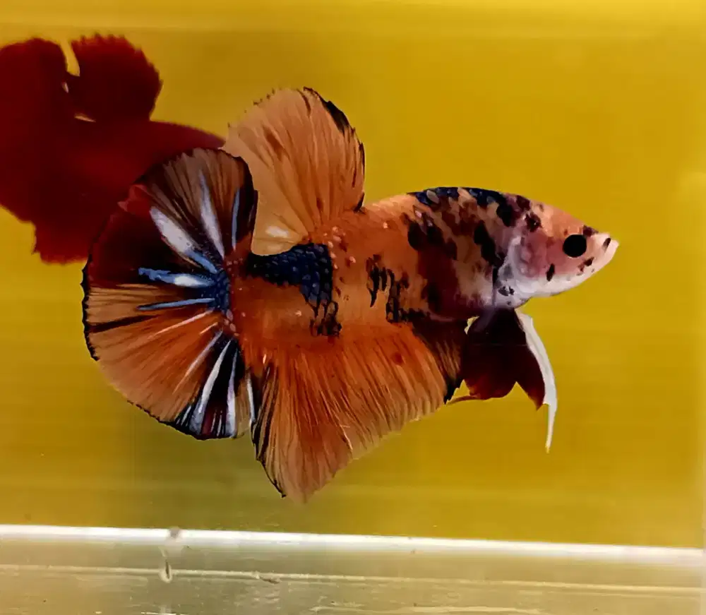 ikan cupang giant nemo