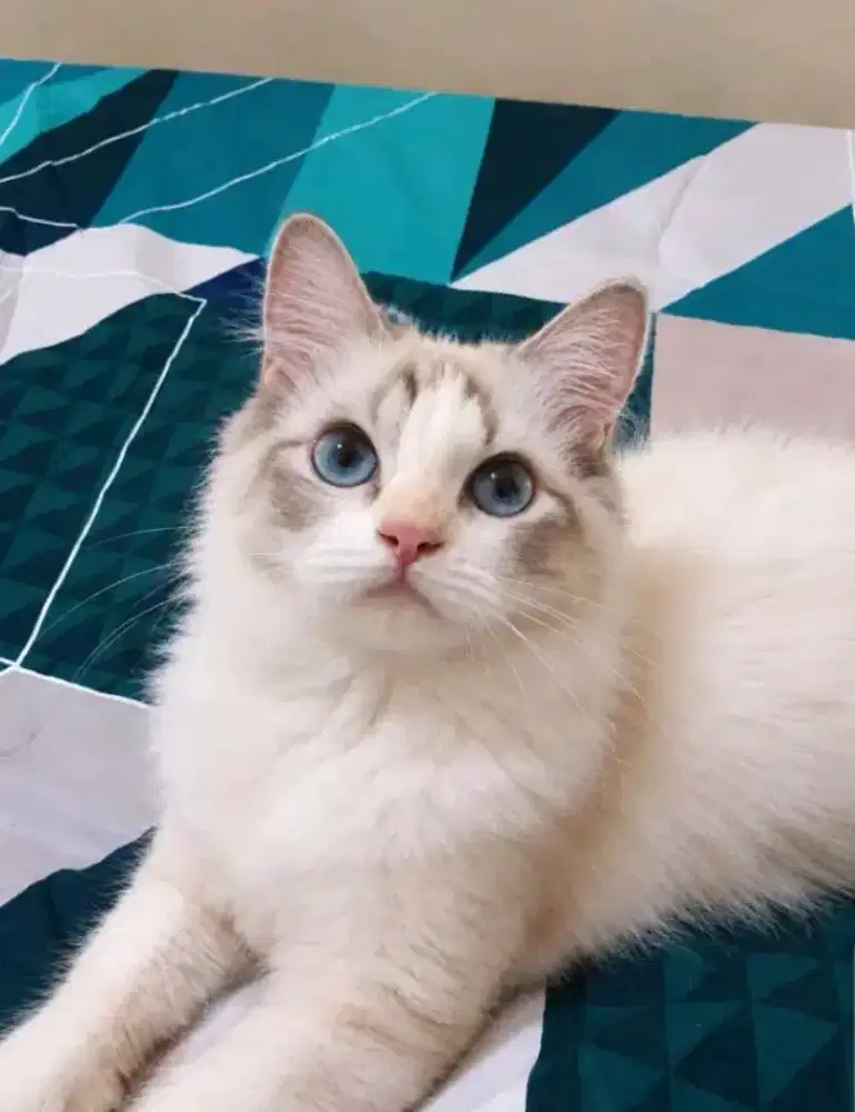 Ragdoll lynx betina calon indukan