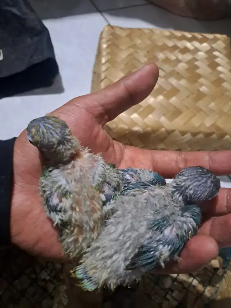 Lolohan love bird 2 ekor