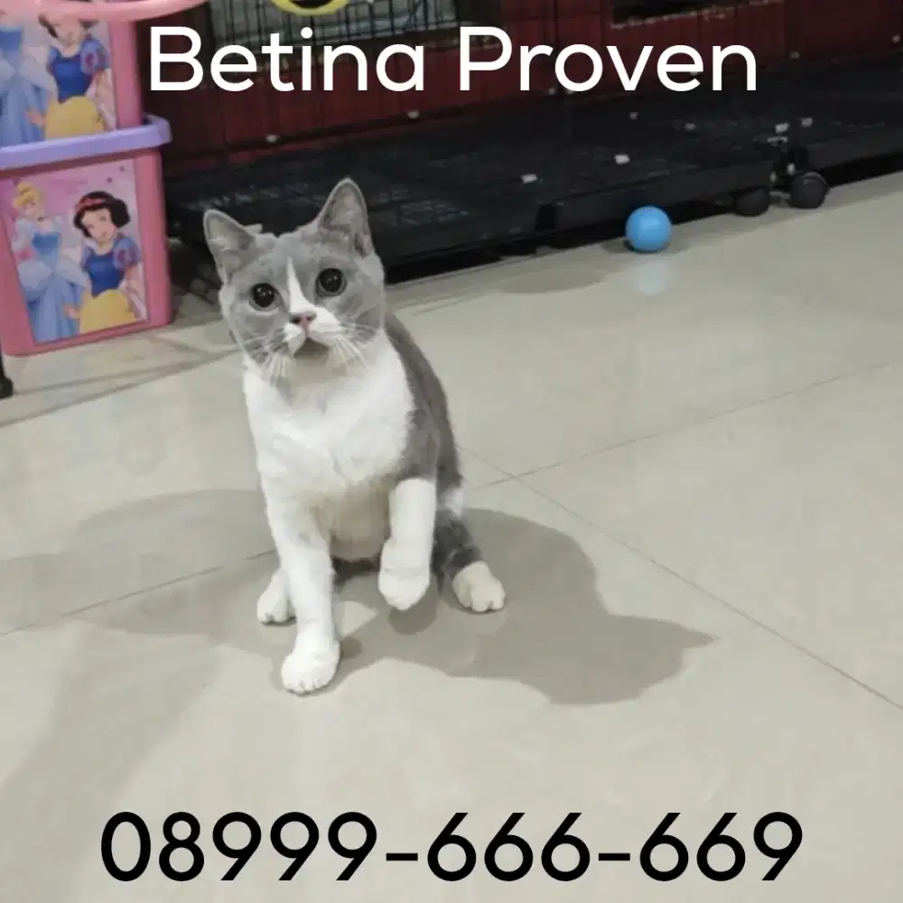 Proven ped ICA British Shorthair