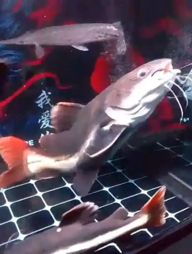 Ikan RTC SSB ukuran 70cm up