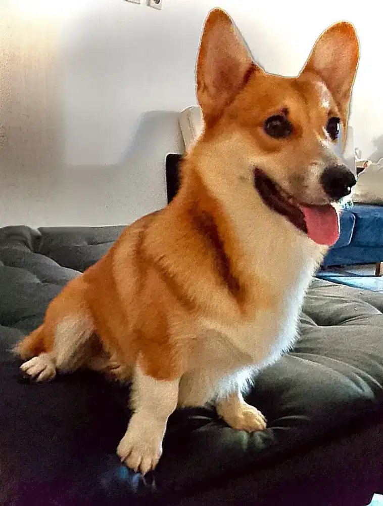 Welsh Corgi (Pembroke) Jantan