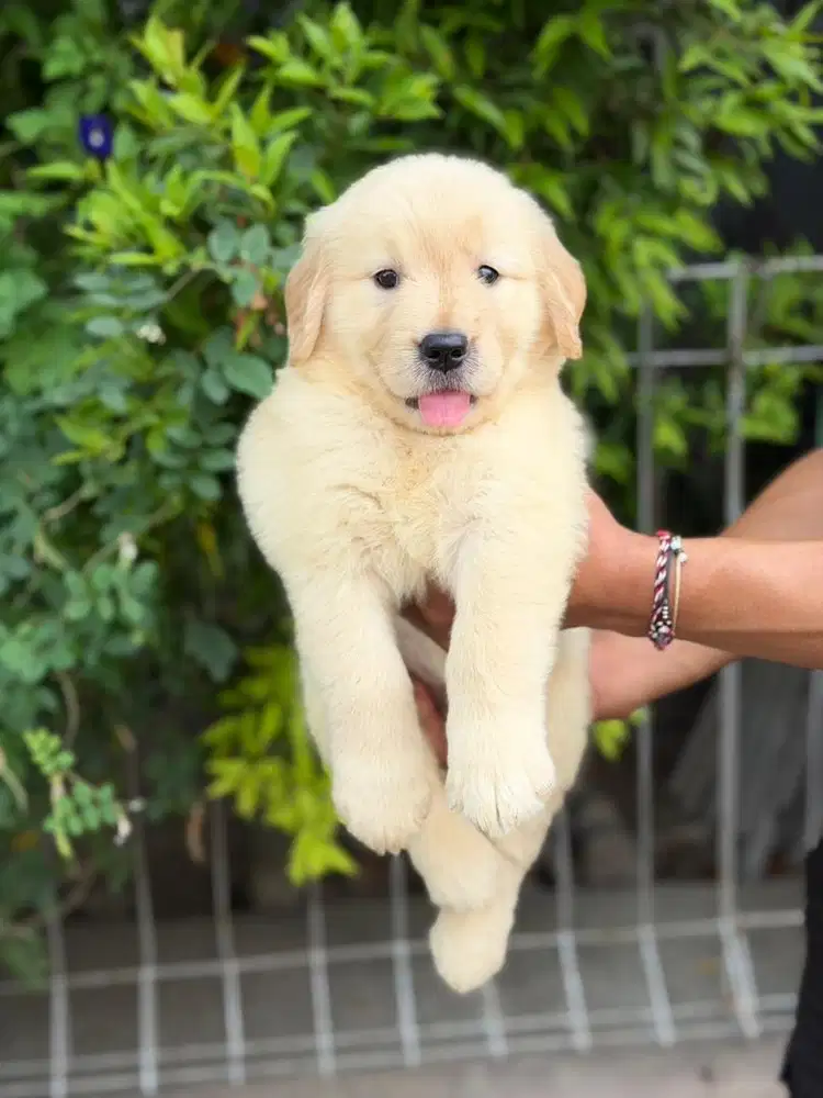 Sale golden retriever good quality male & female