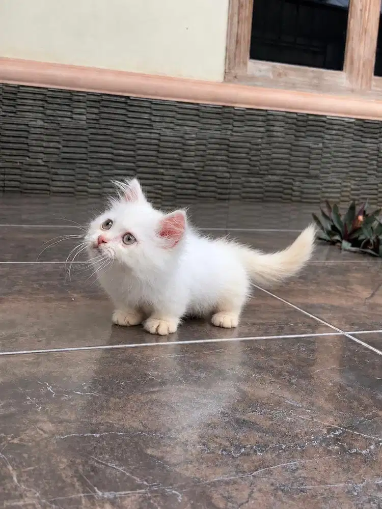 Kucing munchkin cebol kitten minuet