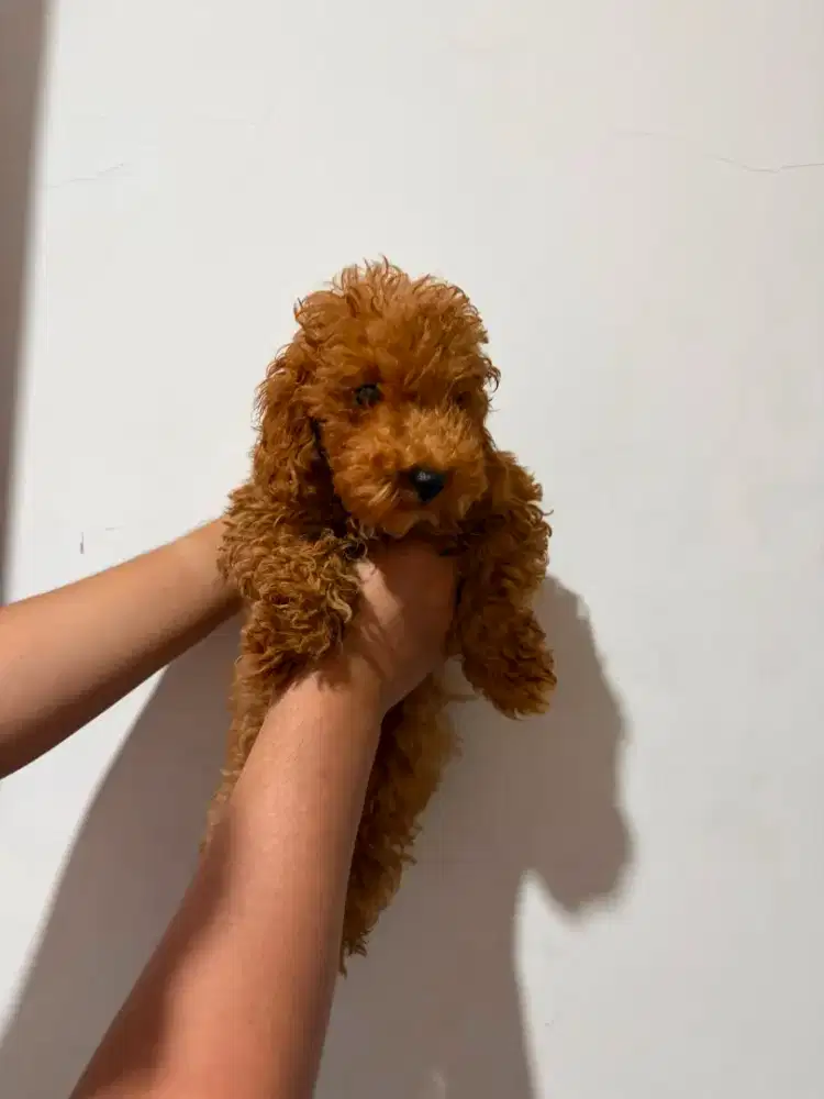 Jual Anjing poodle Anakan