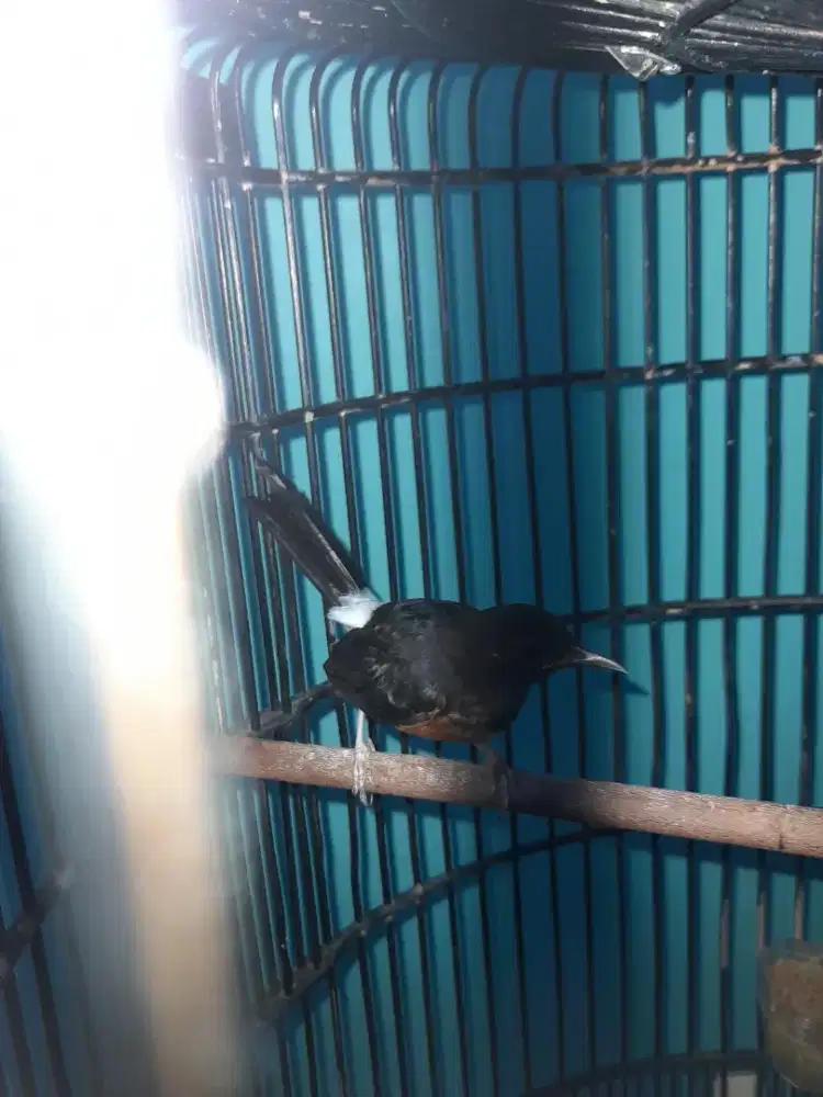 Murai betina usia 4bulan sudah ngeriwik