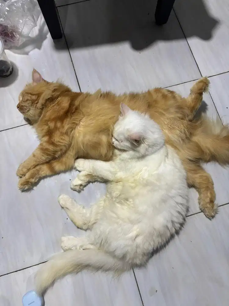 Adopsi Kucing Anggora