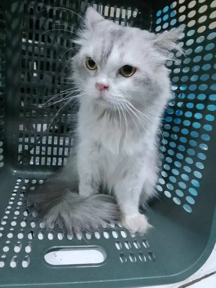 Kucing Persia flatnose Jantan 6 Bulan