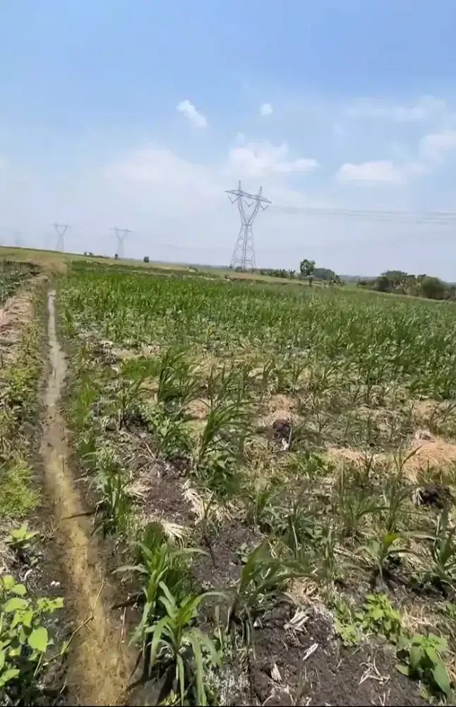 DIJUAL CEPAT TANAH SAWAH