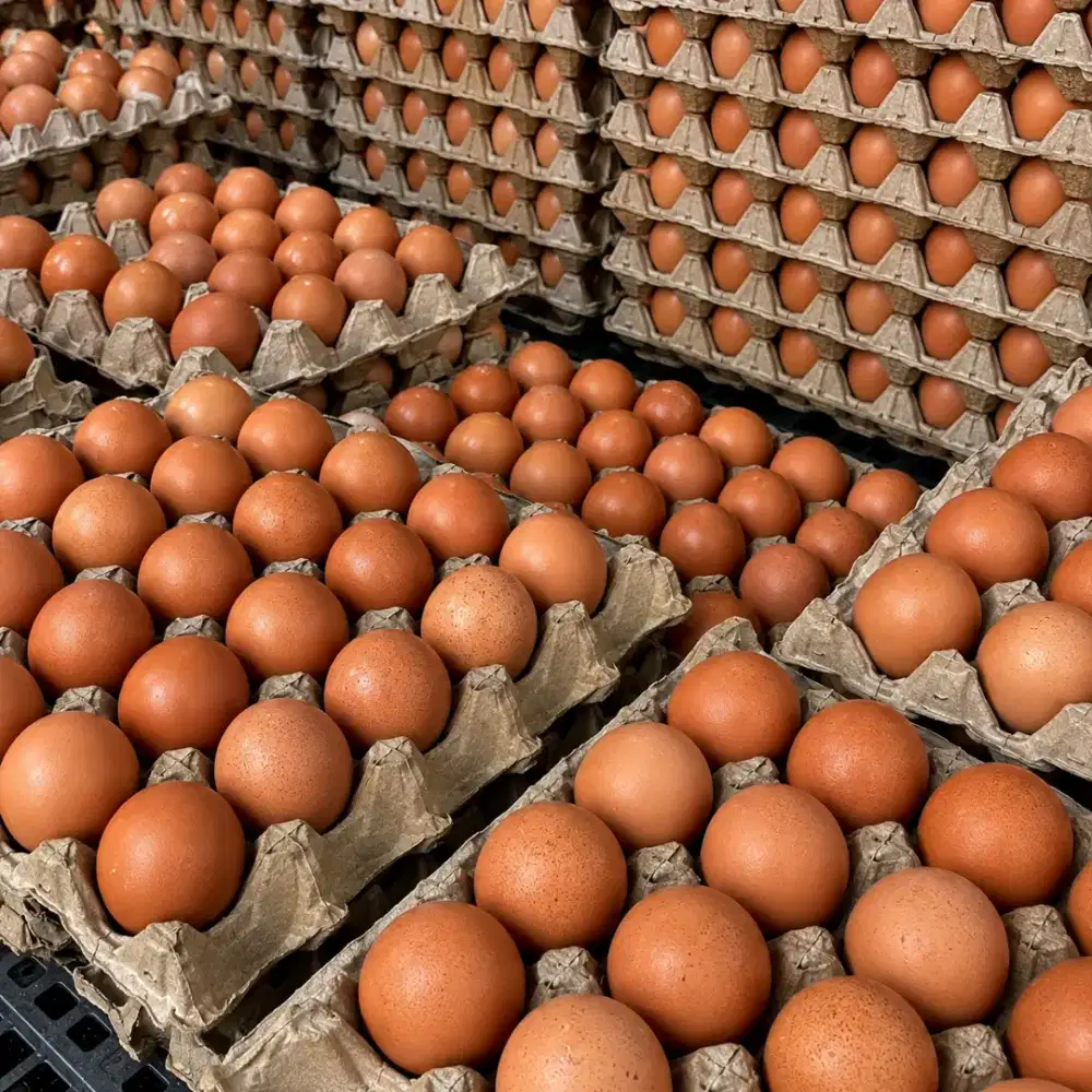 Telur ayam promo