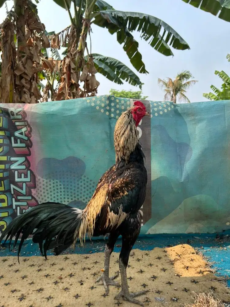 Ayam bangkok x mangon