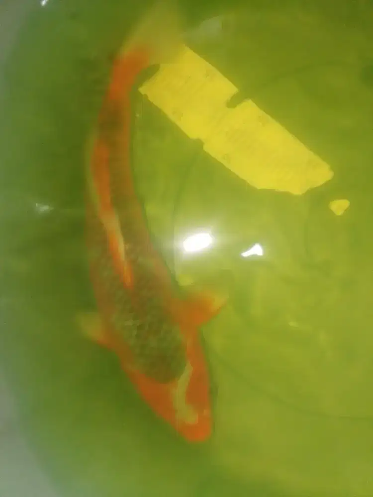 Ikan koi jenis Asagi ukuran 32cm