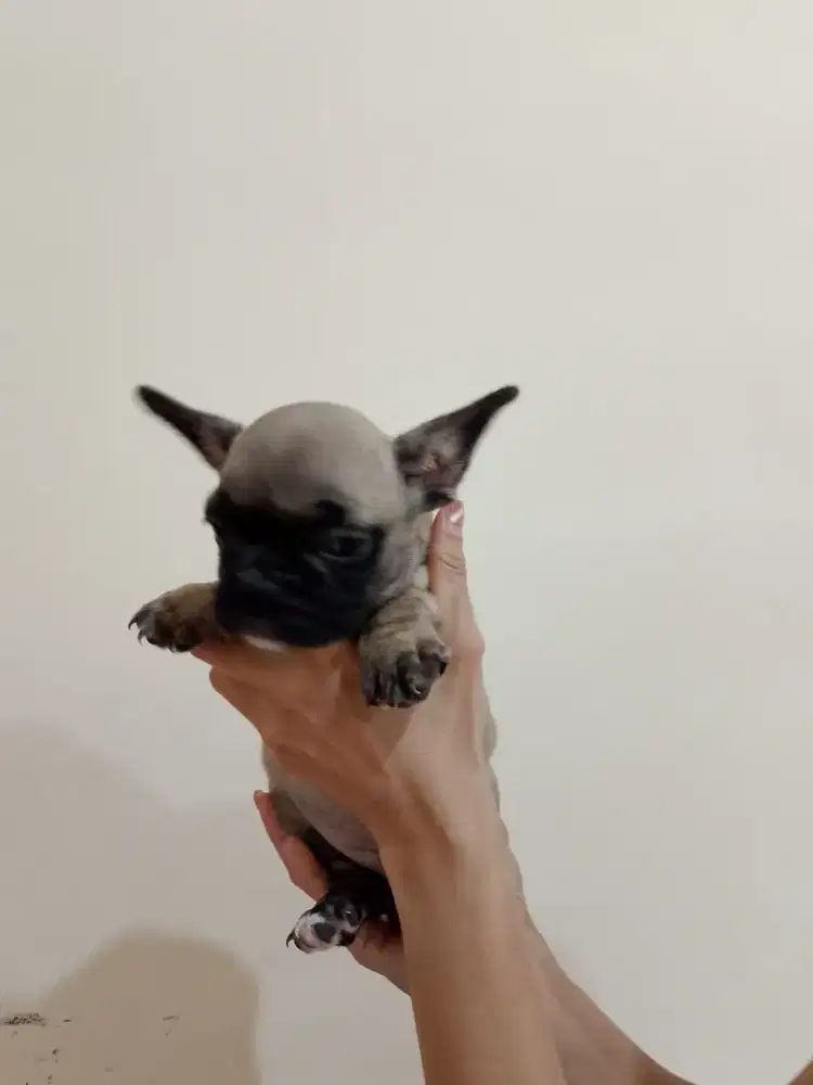 French bulldog/ frenchie JANTAN dan BETINA stb