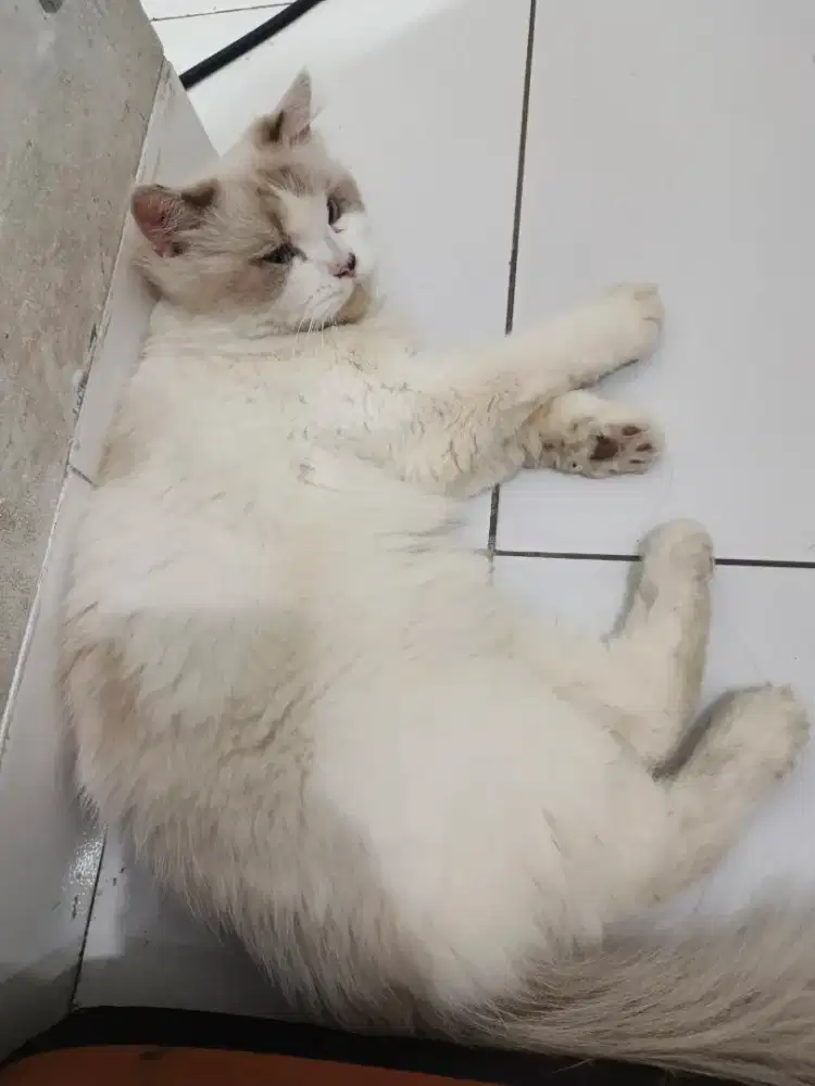 Ragdoll jantan 14 bulan
