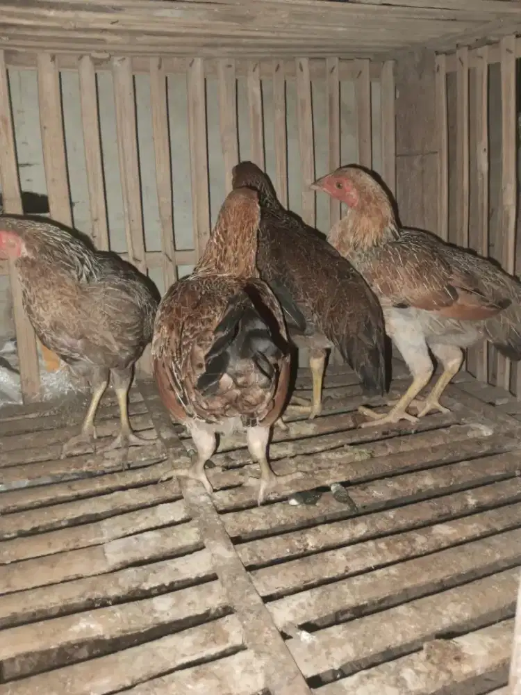 4 ekor ayam jawa betina