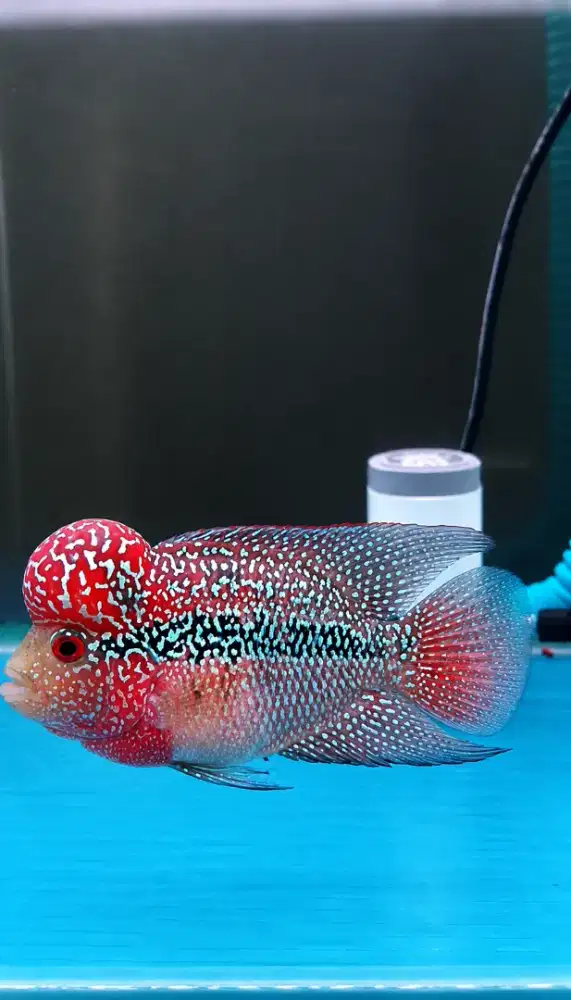 IKAN LOUHAN KING SUPER RED DRAGON ( KSRD )