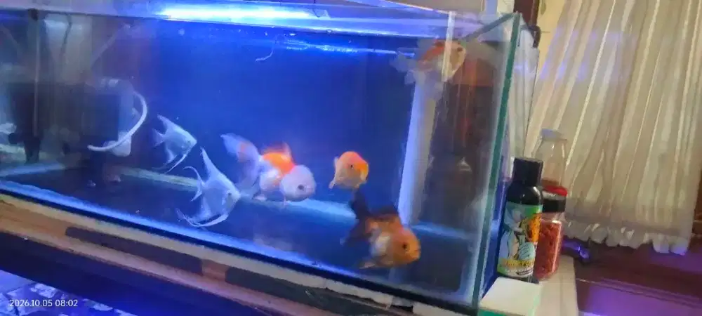 Di jual aquarium dan isinya