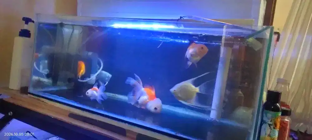 Di jual aquarium