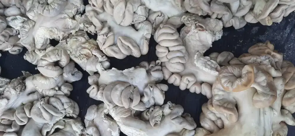 USUS SAPI Fresh