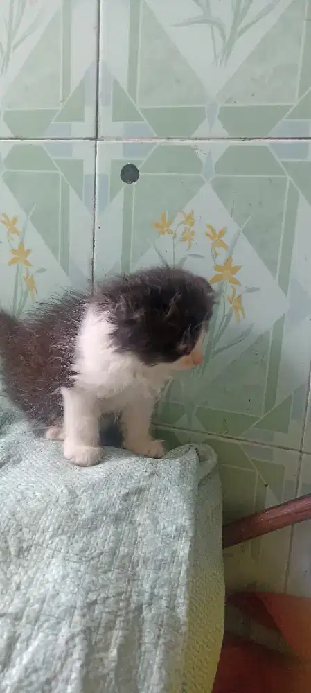 Kucing BSH mix Scottish jantan