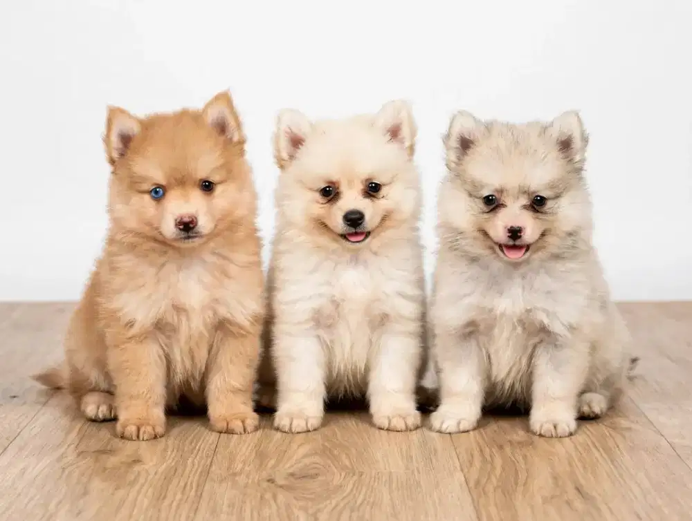 Anak Anjing Pomsky ( Minipom mix Husky )