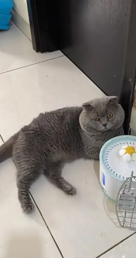 JASA Pacak kucing BSH proven british shorthair Lokasi BSD