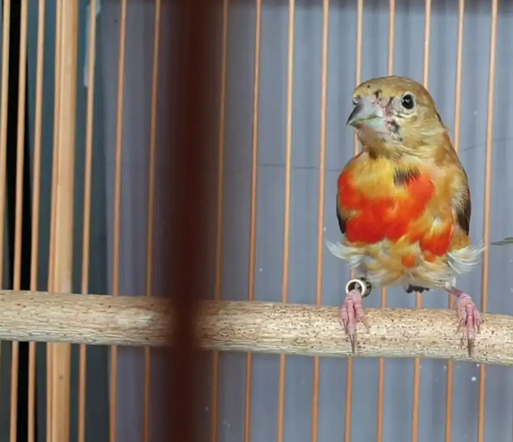Red siskin paud jantan merah merona