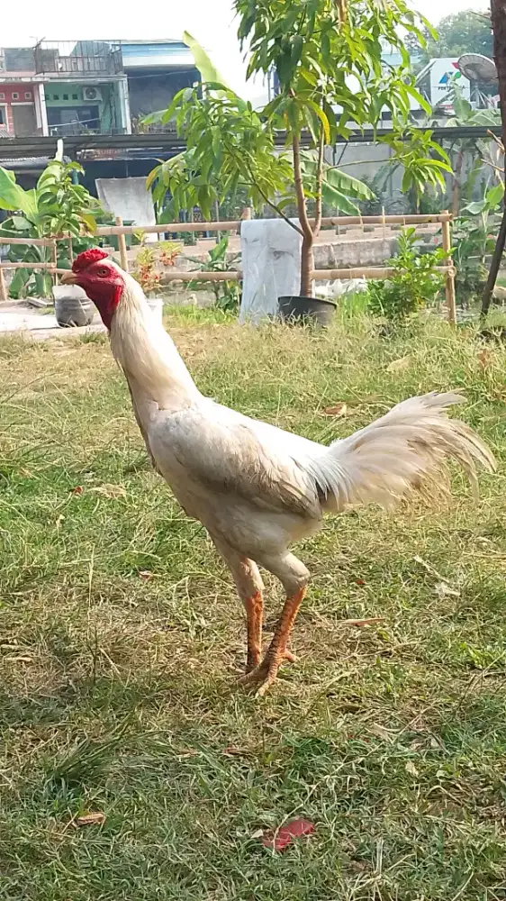 Ayam Birma Putih Polos