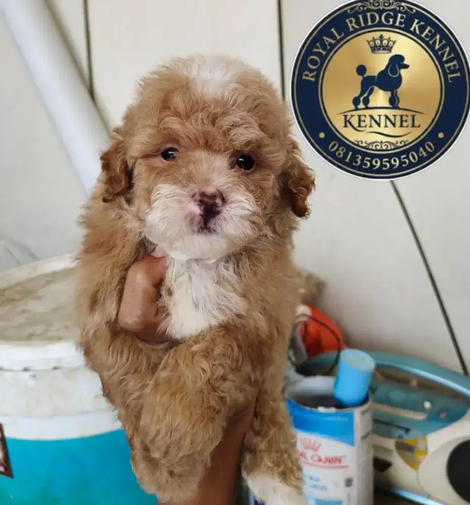 Tiny poodle jantan motif unik