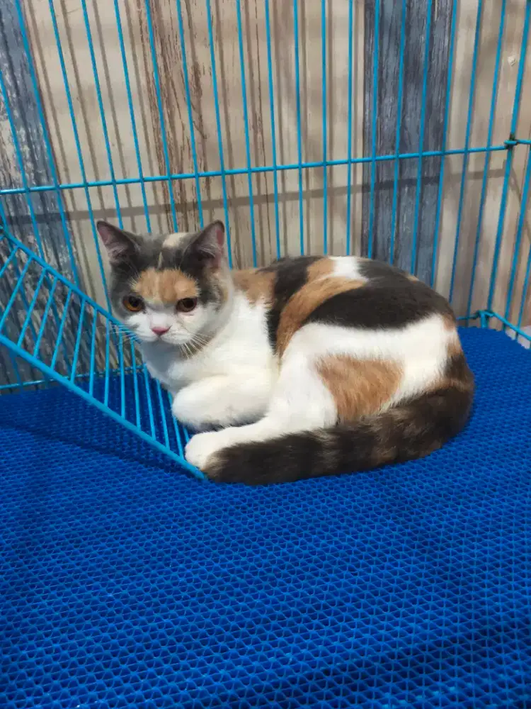 Kucing bsh British shorthair Calico betina