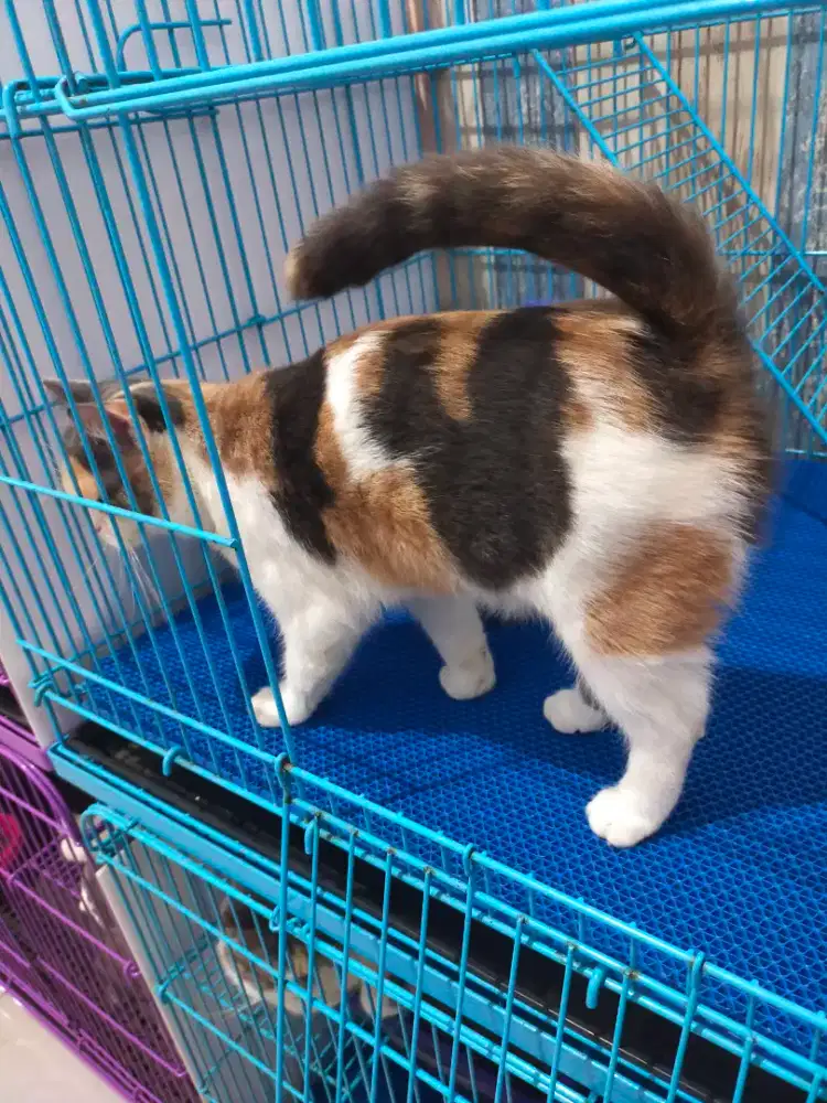 Kucing bsh British shorthair Calico betina dewasa