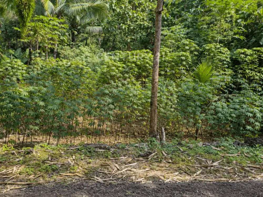 Tanah Pekarangan 1077m2 Dekat UGM Wates Untuk Investasi