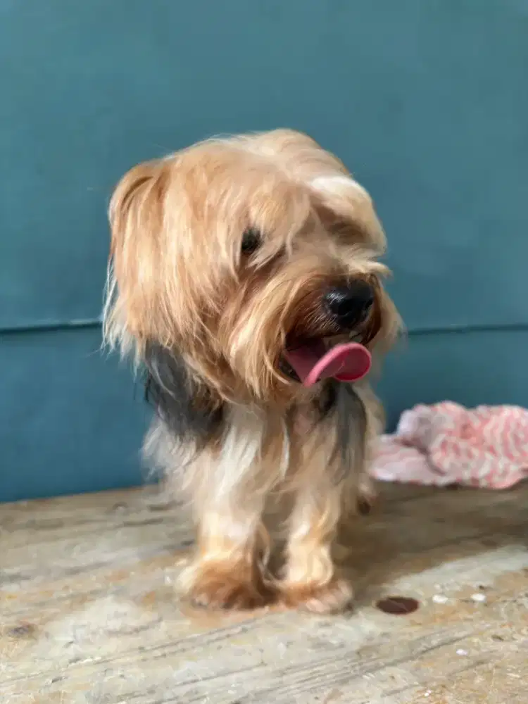 Jual Anjing Yorkie Terrier Jantan Murah