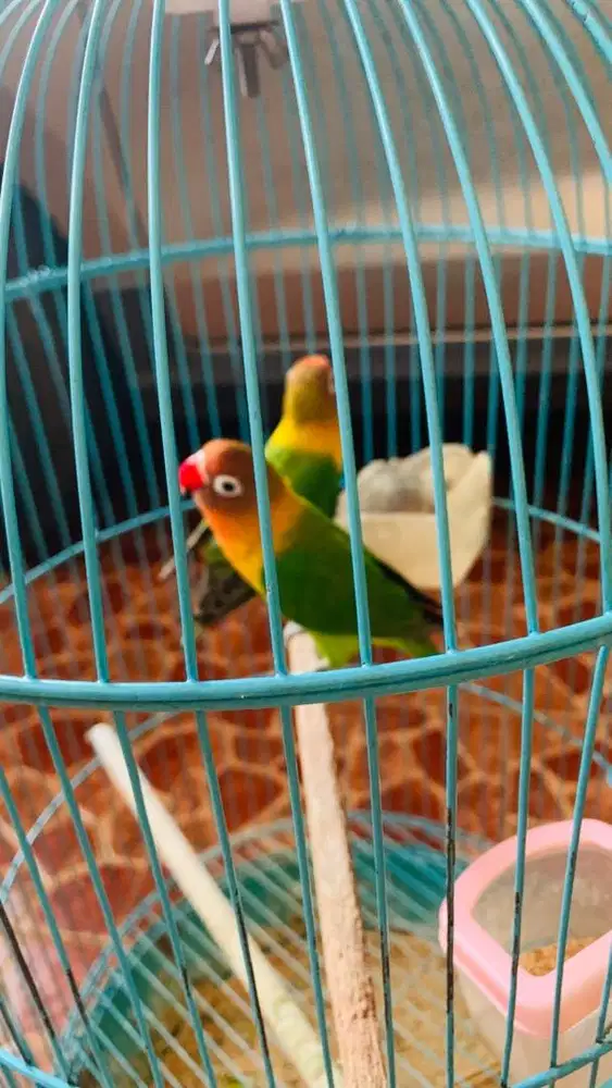 Sepasang Lovebird Pasjo Cantik Warna Cerah - Sehat Lincah