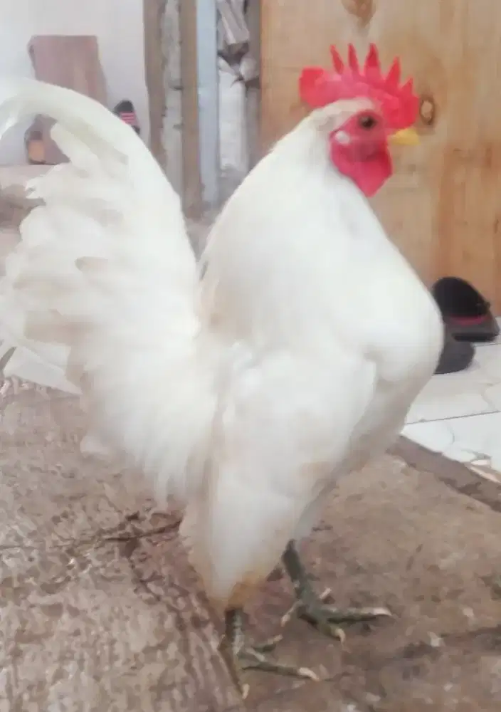 Ayam Serama putih 8bln di Jagakarsa Jakarta Selatan