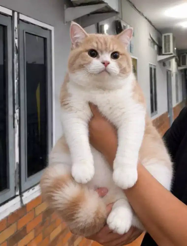 British shorthair jantan 10 bulan