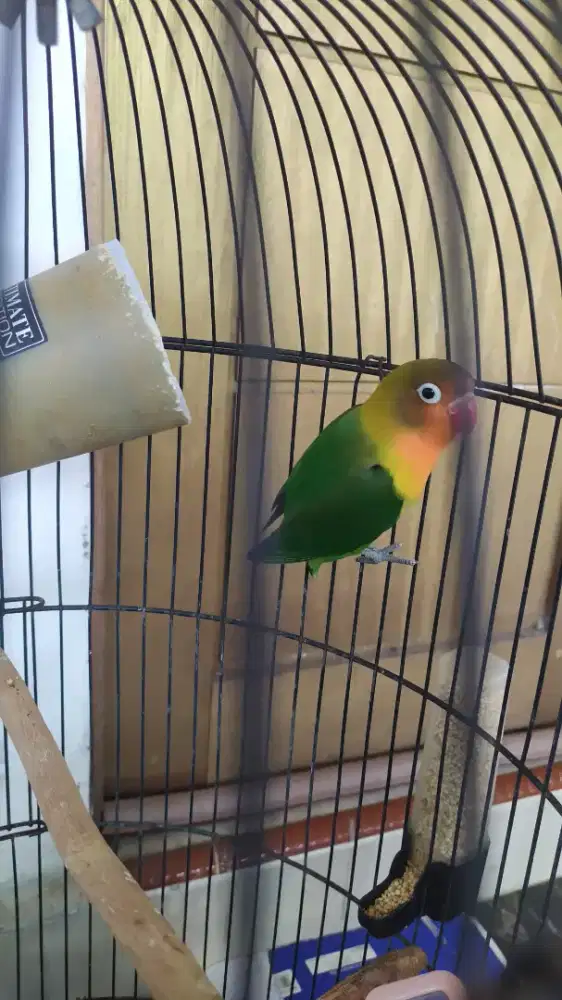 Burung lovebird 4 ekor