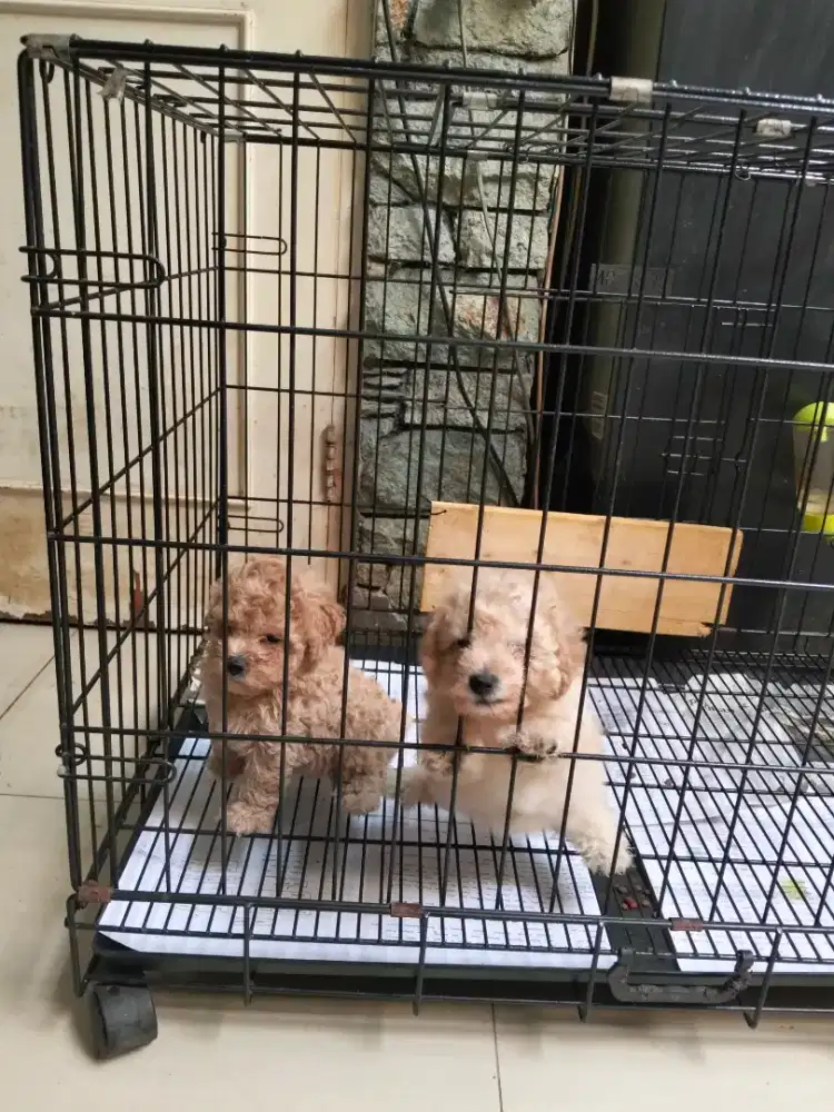 Jantan Toy Poodle