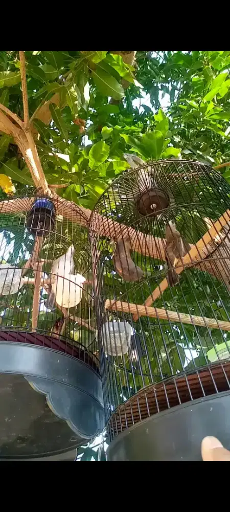 Burung trucukan