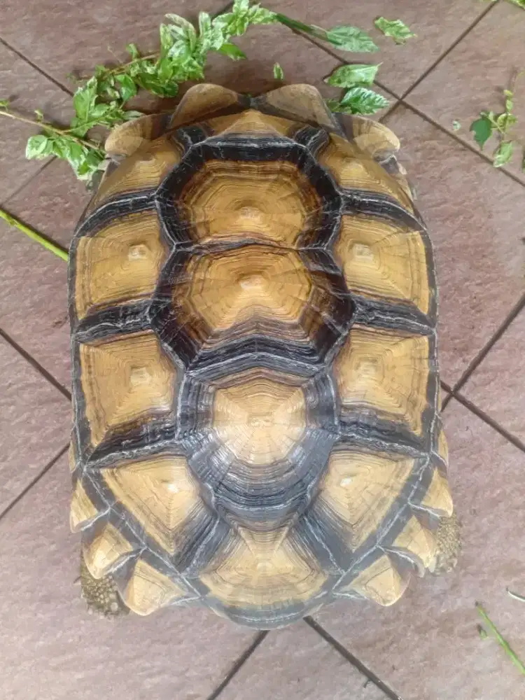 Jual Sulcata jantan Size 54 Cm