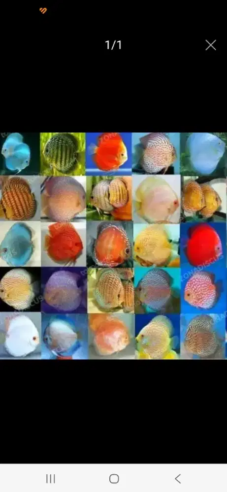 Anakan ikan discus 1,5 cm