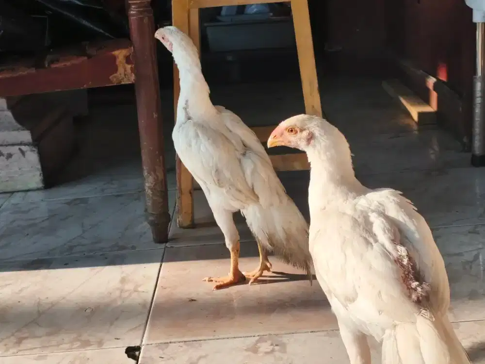 Ayam aseel parrot remaja