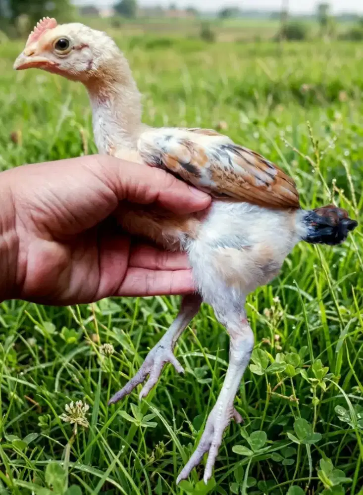 ANAKAN AYAM PELUNG JUMBO