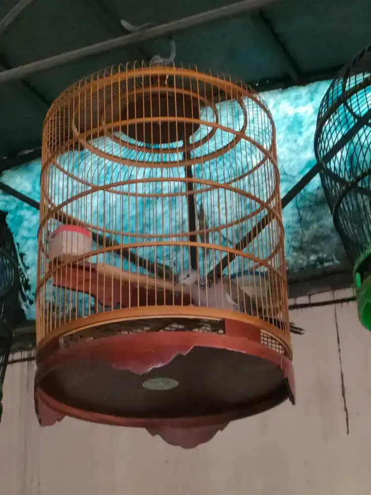 Derkuku lokal kuk 1